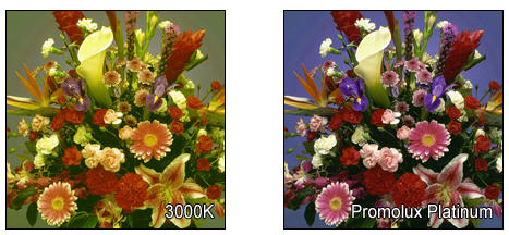 Promolux is the best lighting for Floral Retail Display